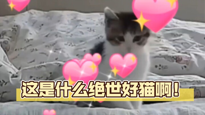 How can there be such an adorable kitten? I’m already smitten and swooning!