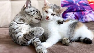 Cute Baby Kittens are Playing for the First Time!