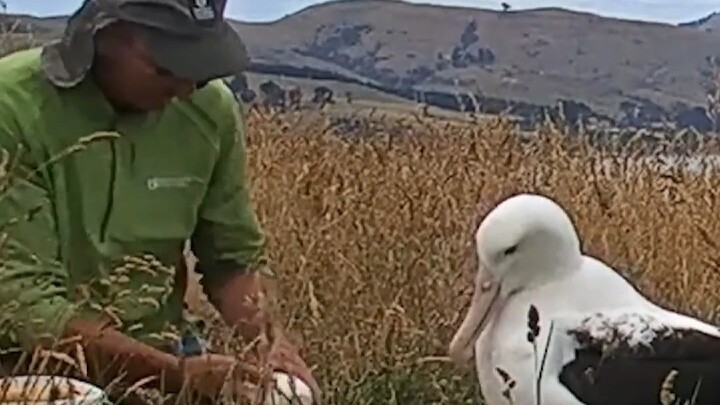 ما هذا الطائر؟ حتى عندما أُخذ بيضه، بقي غير مكترثٍ على الإطلاق.