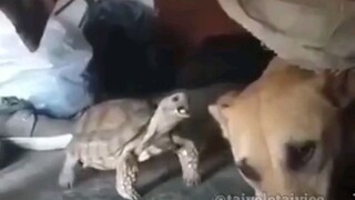 turtle vs dog (English  dub)