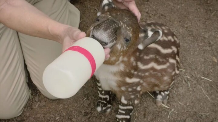 【Tapir】bukan babi kecil berbintik, melainkan bayi tapir yang penuh semangat