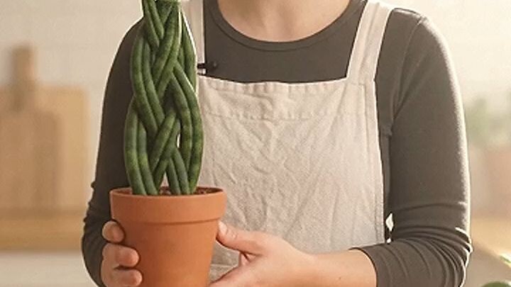 Amazing Snail and Plant Creativity 😍🌱