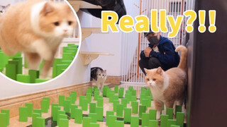 Obstacle Avoidance Challenge of Cats and Dogs