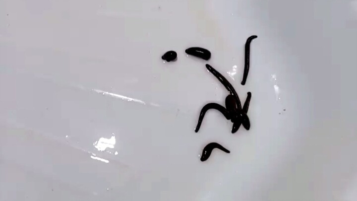 俄罗斯男孩的训练日。 水蛭，groot，鱼，刀片，锥体