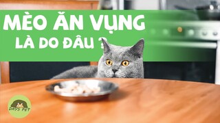 Làm thế nào để ngăn con mèo của bạn ăn vụng - nhảy lên quầy bếp | Dayspet