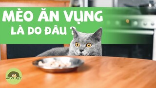 Làm thế nào để ngăn con mèo của bạn ăn vụng - nhảy lên quầy bếp | Dayspet