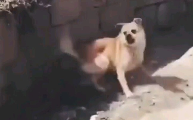 เรื่องราวรักชังระหว่างหมาช่าง แมวช่าง และหนู
