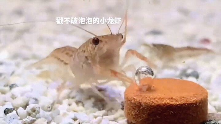 As Busy and Chaotic as My Own Life