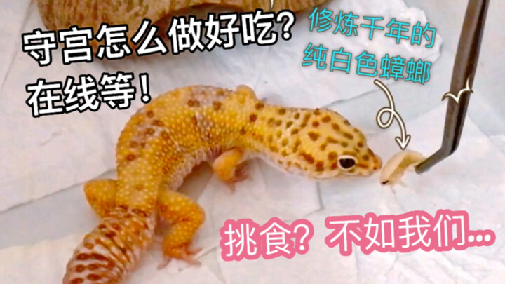 This gecko is a picky eater, only eating white cockroaches—this won’t do!
