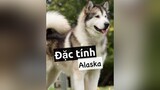 Trả lời  Đặc tính Alaska nè! Thông minh rất biết nghe lời nha! thucung pet thucungdethuong thucungcute chó kcbweb nuoidaythucung