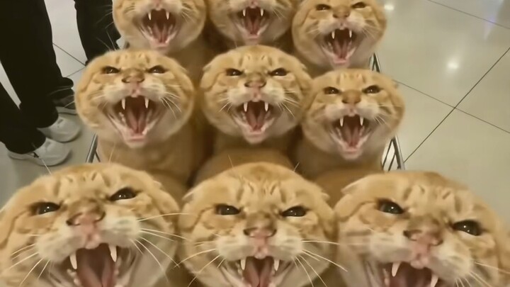 [ย้อนชม] ไลฟ์สด 4 เมษายน ห้องไลฟ์ของเซียนลาวัวซิเออร์ระเบิด ถูกบล็อกออกทันที