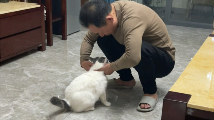 พ่อให้ฉันเลี้ยงแมวตัวใหม่อีกตัว