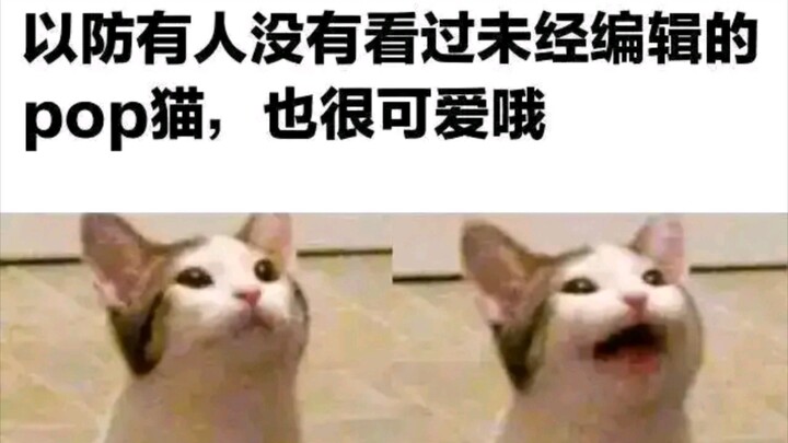 Some funny cat memes (If the views aren’t great, I’ll just have to share some terrible jokes～(￣▽￣～)~