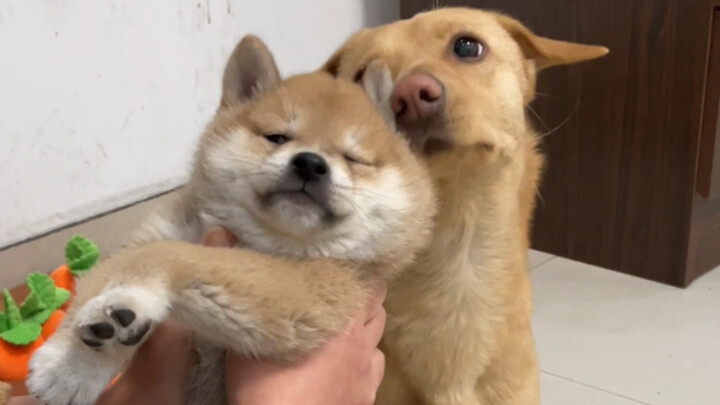 ฝึก “จับมือ” และ “นั่ง” ให้ลูกสุนัขชิบะอายุสองเดือน ปรากฏว่าเรียนรู้ได้รวดเร็วมาก แค่ขี้เล่นไปหน่อยเ