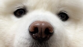 Chó con thì nhất định phải cưng chiều chứ!