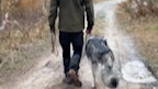 A foreign guy took in a stray dog after his breakup, and as it grew up, he realized it had a wolfish