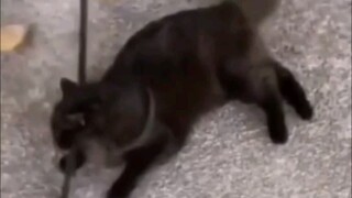 Kucing: Aku hampir saja mati