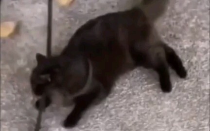 Cat: I almost didn't make it.