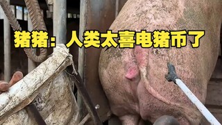 จูจู: มนุษย์ชอบเหรียญหมูไฟฟ้ามากเกินไป