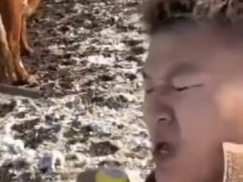 تأثير تهافت البقرة على أكل الليمون