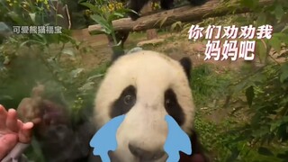 Fubao was not convinced after being beaten and cried to tourists
