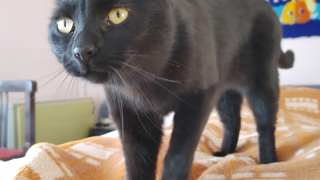 ช่วงเวลาสงบสุขกับแมว