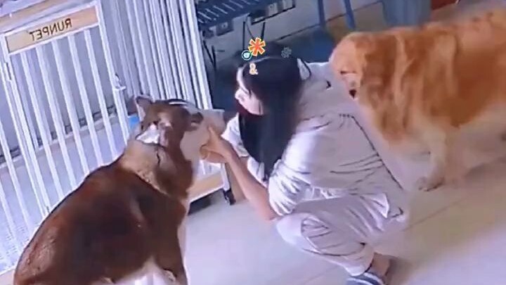 Gloating 🐶