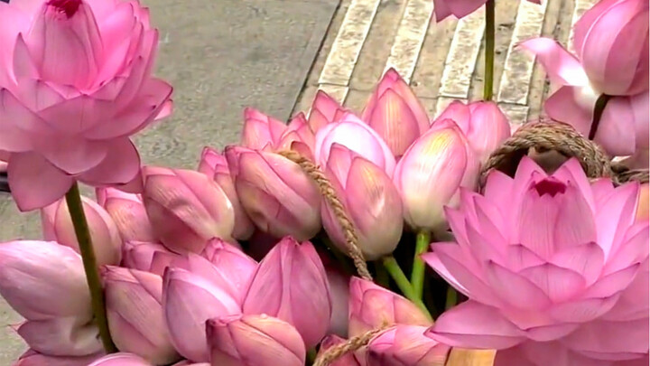 "Meeting You by the Lotus, Blessed with Its Fortune"