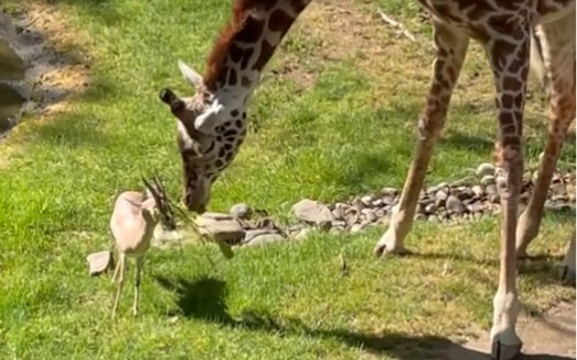 A small branch got stuck on a gazelle’s head, and the giraffe kindly came to help.
