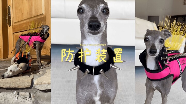 Cara melindungi anjing greyhound di rumah dari serangan burung pemangsa 🦅