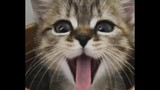 1 HOUR FUNNY CATS COMPILATION 2021😂| Funny and Cute Cat Videos to Make You Smile! 😸