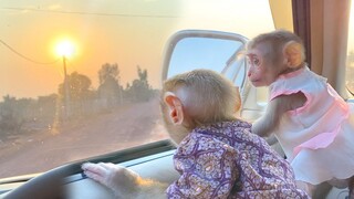 Both Babies Monkeys Maya & Zono Are Enjoy Watching Sunset Sith Grandpa