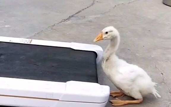 Động tác bước lùi vũ trụ phiên bản Tiểu Ngỗng đã xuất hiện!