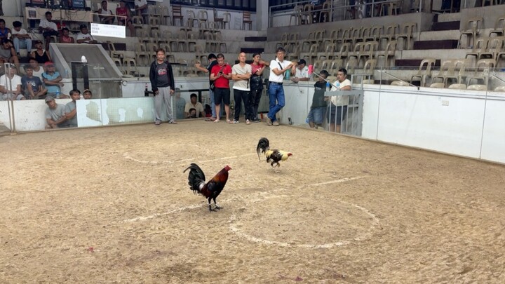 PCC 4 COCK FINALS LAST  FIGHT ENTRY NAME: 3WC