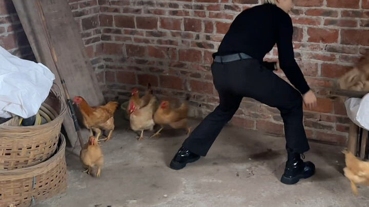 กลับมาบ้านเกิดเพื่อเลี้ยงไก่