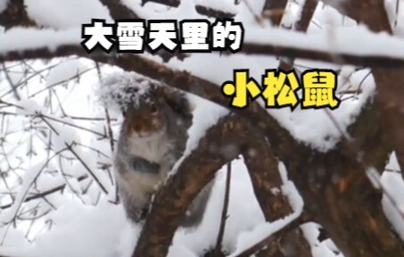 Squirrels venturing out in the heavy snow to look for food