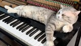 Một người một mèo độc tấu piano "Numb"- Linkin Park cực da diết