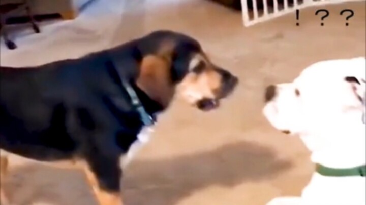 Hewan kecil kekurangan kebajikan