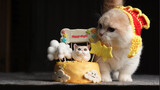 Seorang "Jomblo" Menghabiskan Hari Valentine Cina Dengan Kucingnya
