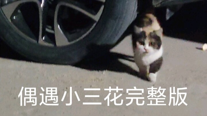 I found a cat right outside my door!!!! A tri-color, short-legged one...!!!