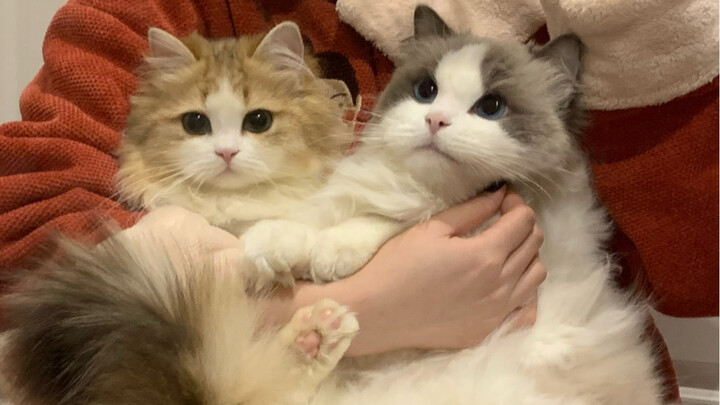 Two cats, eight hundred tricks up their sleeves