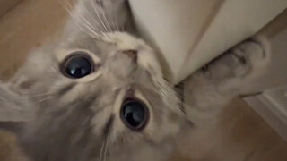 So cute, its little hands are so soft!