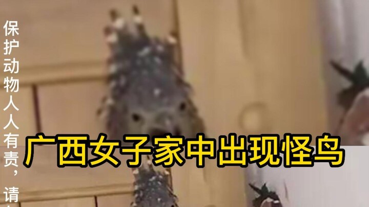 A strange bird appeared in a woman’s home in Guangxi; with only one wing, it clung to the wall and r