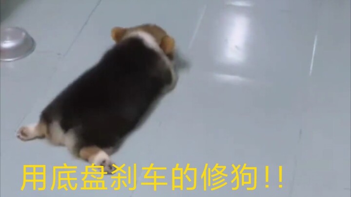 Corgi: Đột ngột là như thế đấy!
