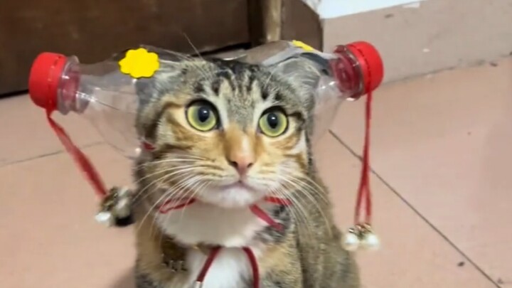 Cat: !!!
