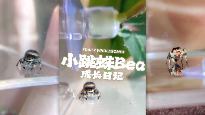 Bea the Jumping Spider's Growth Diary