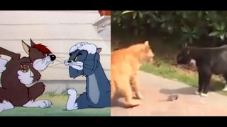 Hài hước|Tuyển tập các cảnh hài hước trong "Tom & Jerry"