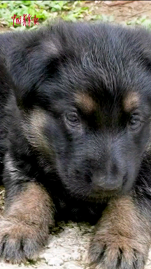 The soldier was teased by the little military dog while he was on guard