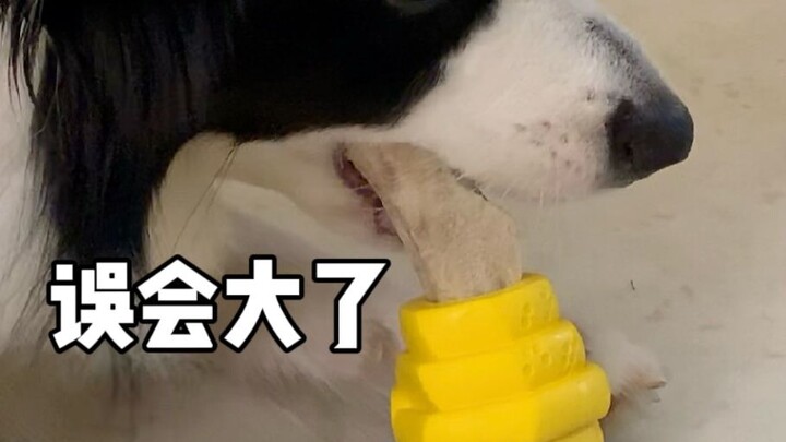 Asked too many times—let’s finally clear up the misconceptions about dog chew treats in one go.