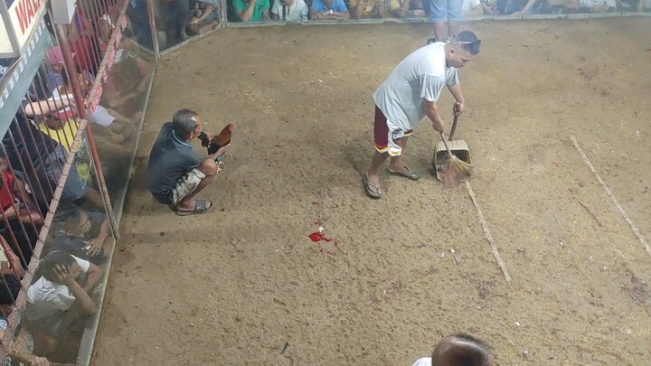 Dalusapi vs gold or kabyara, Dalusapi wins